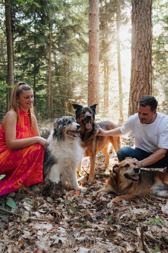 Les chiens de la famille pendant une séance photo en forêt